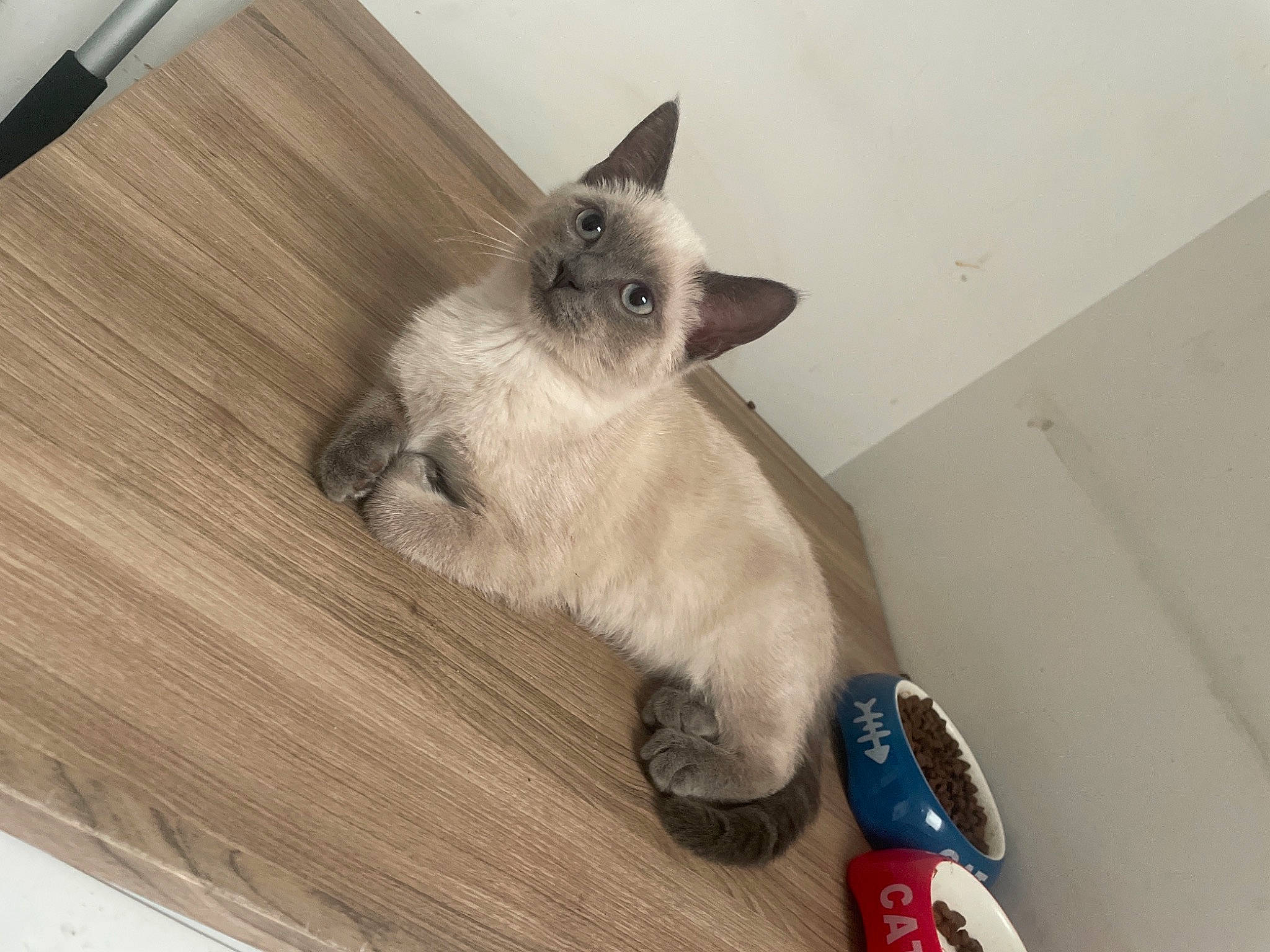 Saona a rejoint le concours — aidez-le/la à gagner de superbes lots ! balinese, birman, carmine, carnivore, cat, comfort, fawn, felidae, flooring, foot, fur, hardwood, human_leg, laminate_flooring, siamese, small_to_medium_sized_cats, tail, thai, whiskers, wood