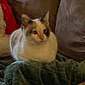 animal, blanket, cat, comfort, couch, cozy, ears, feline, fur, gray_markings, home, indoor, looking, pet, red_pillow, relaxation, sitting, soft, whiskers, white_cat
