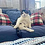 cat, couch, plaid_pillow, blue_couch, indoor, relaxed, pet, feline, domestic_cat, decor, gnome_pillow, home_interior, cozy, window, curtains, sunlight, sitting, white_and_tabby, furniture, living_room