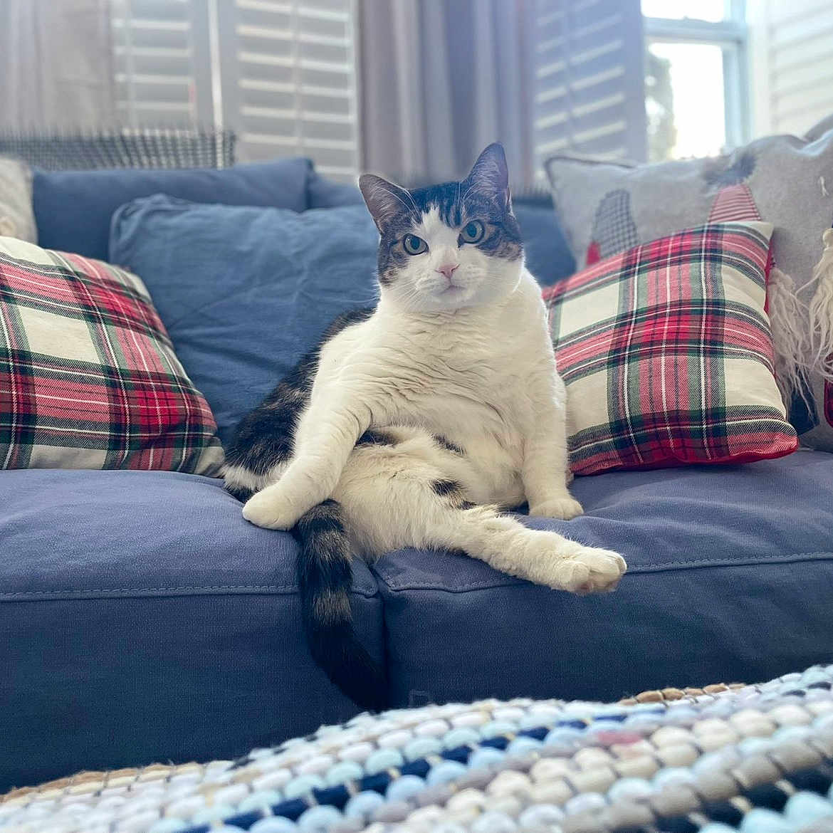 Harley joined the competition — help win amazing prizes! blue_couch, cat, couch, cozy, curtains, decor, domestic_cat, feline, furniture, gnome_pillow, home_interior, indoor, living_room, pet, plaid_pillow, relaxed, sitting, sunlight, white_and_tabby, window