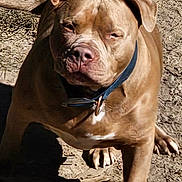 Junior is registered to the contest to win money with this photo: animal, brown, canine, closeup, collar, dirt, dog, ears, fur, ground, muzzle, nose, outdoor, paw, pet, portrait, shadow, sitting, sunlight, texture