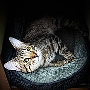 Kale joined the competition — help win amazing prizes! cat, tabby, pet_bed, blanket, feline, animal, yellow_eyes, whiskers, relaxing, indoor, close_up, fur, striped, cute, cozy, resting, portrait, looking_up, soft_texture, comfortable