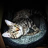 cat, tabby, pet_bed, blanket, feline, animal, yellow_eyes, whiskers, relaxing, indoor, close_up, fur, striped, cute, cozy, resting, portrait, looking_up, soft_texture, comfortable