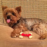 Brownie joined the competition — help win amazing prizes! dog, small_dog, tongue_out, toy, bone_toy, cushion, beige, furry, pet, cute, indoor, relaxed, lying_down, fur, ears, animal, companion, cozy, home, resting