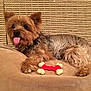dog, small_dog, tongue_out, toy, bone_toy, cushion, beige, furry, pet, cute, indoor, relaxed, lying_down, fur, ears, animal, companion, cozy, home, resting