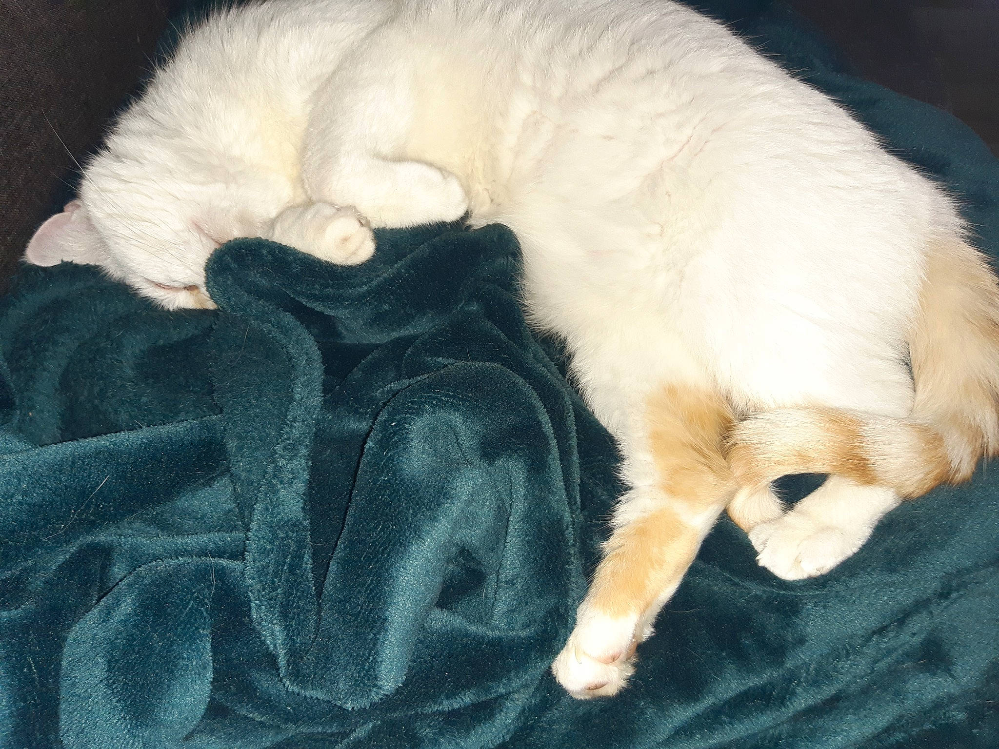 Rio a rejoint le concours — aidez-le/la à gagner de superbes lots ! bed, canidae, carnivore, cat, claw, comfort, companion_dog, dog_breed, duvet, fawn, felidae, fur, nap, paw, small_to_medium_sized_cats, snout, sporting_group, tail, textile, whiskers
