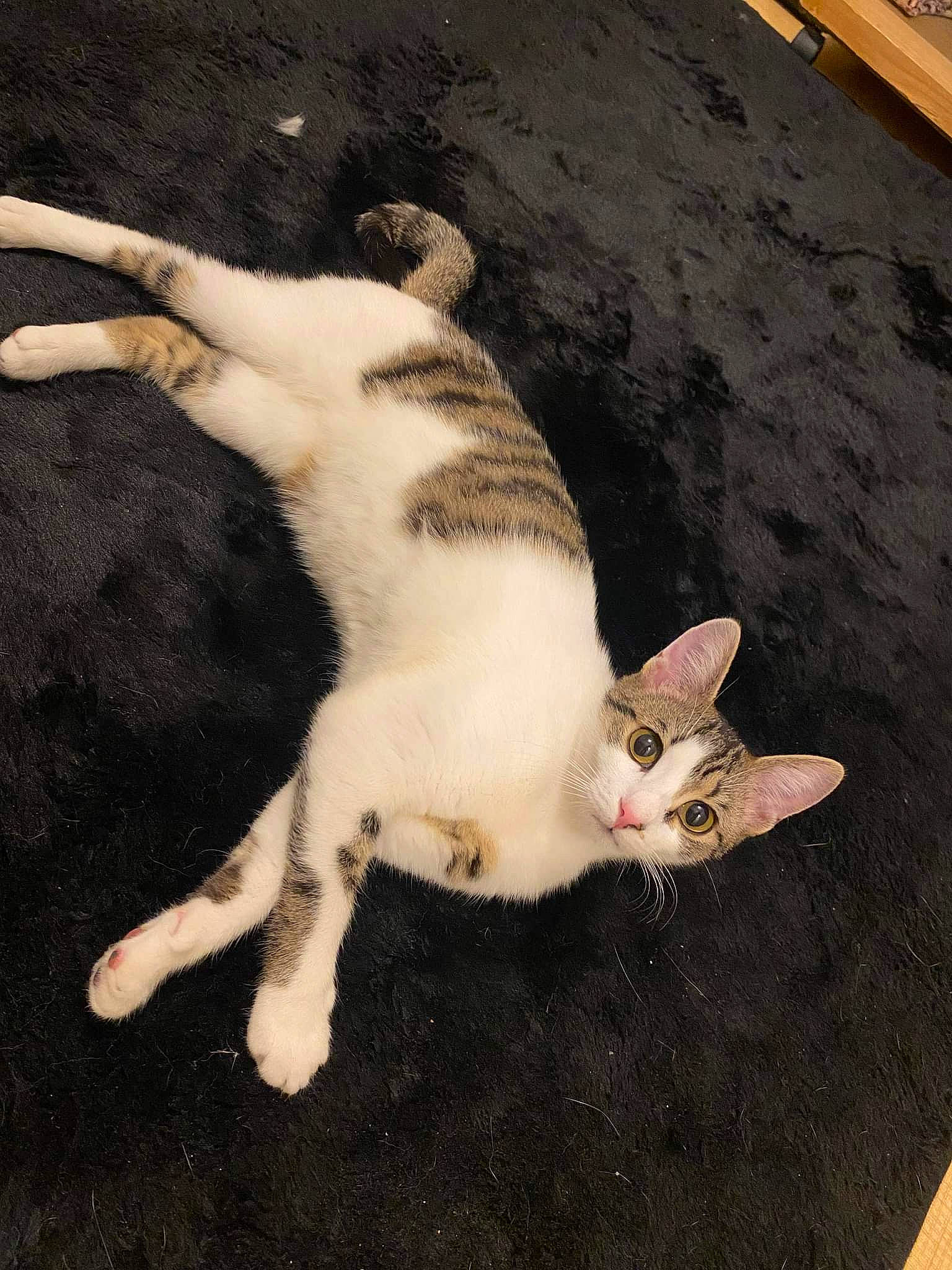 Iris a rejoint le concours — aidez-le/la à gagner de superbes lots ! carnivore, cat, claw, comfort, domestic_short_haired_cat, eye, fawn, felidae, fur, head, paw, small_to_medium_sized_cats, snout, tail, whiskers, wood
