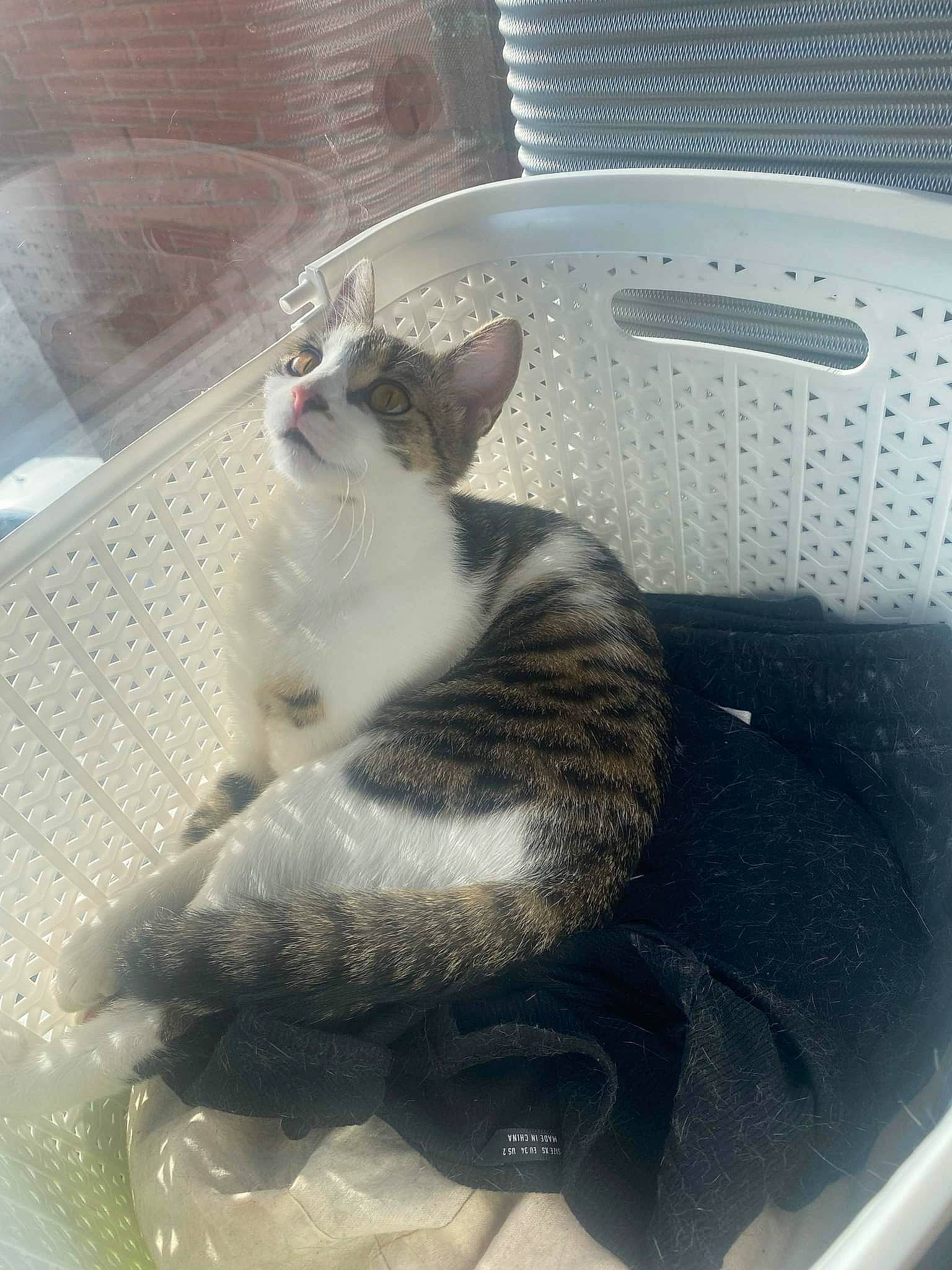 Iris a rejoint le concours — aidez-le/la à gagner de superbes lots ! animal_shelter, automotive_exterior, automotive_lighting, carnivore, cat, claw, comfort, domestic_short_haired_cat, felidae, fender, fur, hood, nap, paw, small_to_medium_sized_cats, snout, tail, vehicle_door, whiskers, windshield