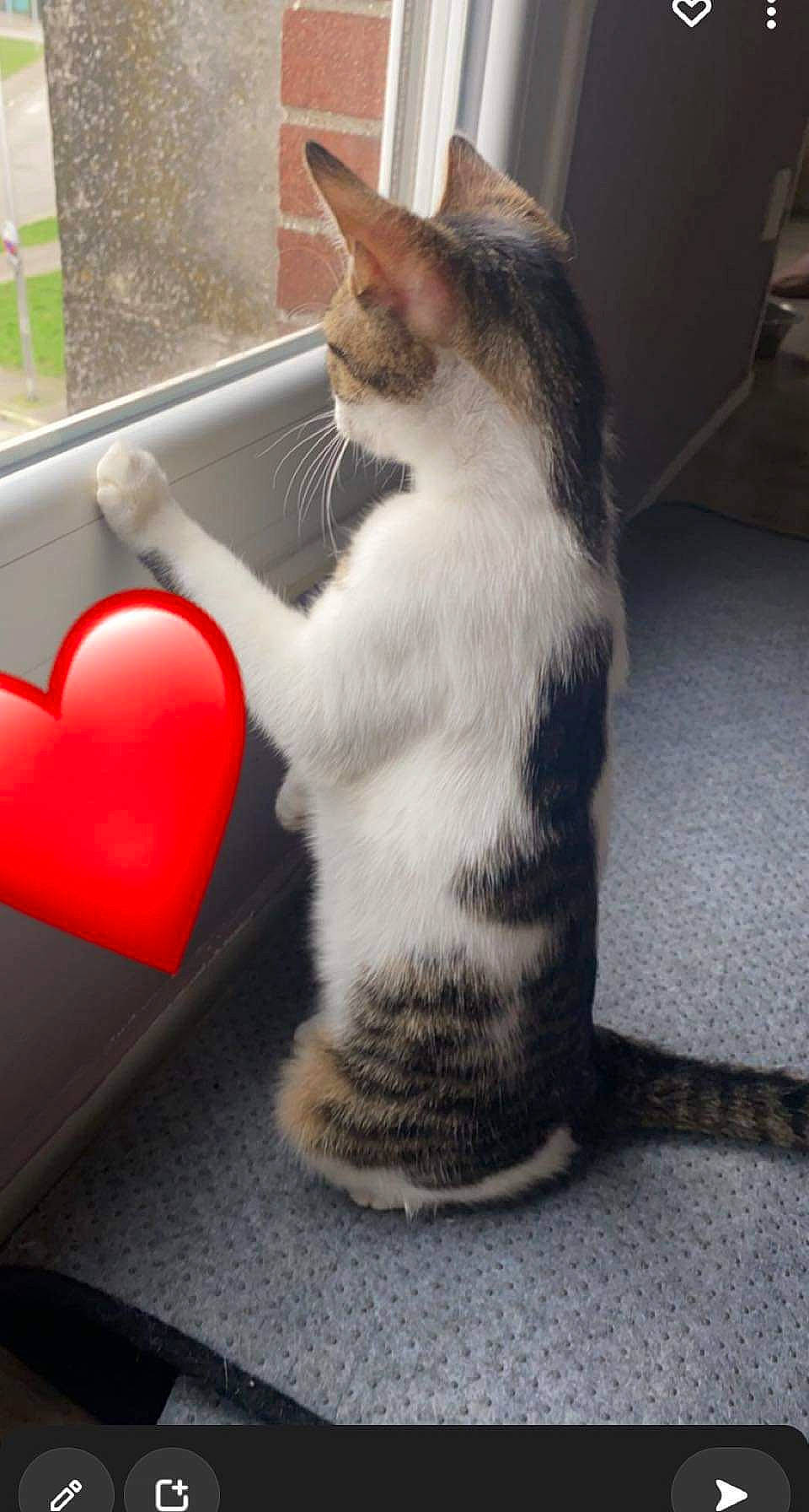 Iris participe au concours pour gagner de l'argent avec cette photo : carmine, carnivore, cat, claw, comfort, domestic_short_haired_cat, felidae, floor, flooring, foot, fur, paw, sitting, small_to_medium_sized_cats, snout, tail, vehicle_door, whiskers, window, windshield