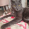 cat, gray_cat, feline, pet, animal, portrait, close_up, yellow_eyes, long_hair, short_fur, lounging, lying_down, blanket, bed, indoor, home, furniture, chair, cozy, dramatic_stare