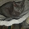 cat, kitten, gray_cat, sleeping, sleepy, curled_up, furry, pet, animal, indoors, cat_tree, scratching_post, blanket, fuzzy, cozy, resting, closed_eyes, whiskers, soft_bedding, home