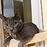 cat, gray_cat, feline, pet, animal, yellow_eyes, whiskers, ears, fur, lounging, sitting, cat_tree, scratching_post, indoor, home, portrait, close_up, fluffy, relaxed, adorable