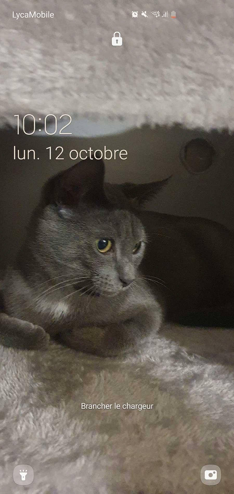 alert, animal, bed, blanket, cat, close_up, feline, fur, gray_cat, home, indoors, lock_screen, lying_down, pet, photography, portrait, relaxed, smartphone, whiskers, yellow_eyes