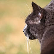 Kayou a rejoint le concours — aidez-le/la à gagner de superbes lots ! animal, cat, close_up, contemplative, domestic_cat, ears, feline, fur, gray_cat, mammal, nature, outdoor, peaceful, pet, portrait, profile, side_view, soft_background, whiskers, wildlife