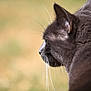 animal, cat, close_up, contemplative, domestic_cat, ears, feline, fur, gray_cat, mammal, nature, outdoor, peaceful, pet, portrait, profile, side_view, soft_background, whiskers, wildlife