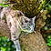 Kitty