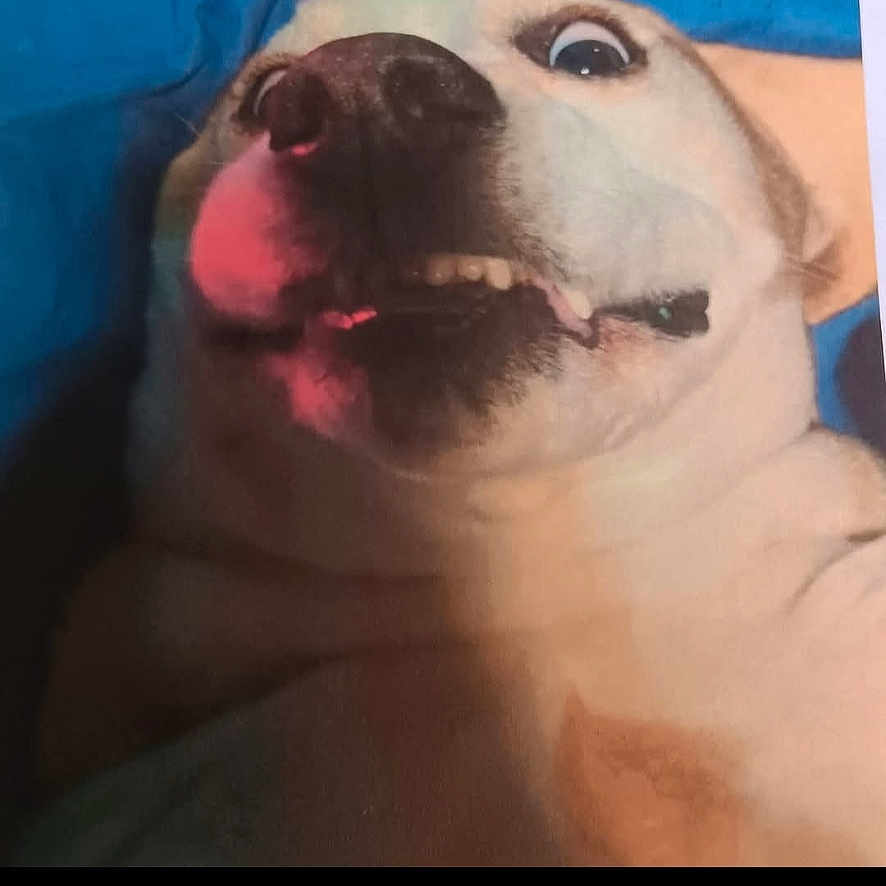 Princess is registered to the contest to win money with this photo: animal, blue_blanket, canine, close_up, cute, dog, expression, face, funny_face, fur, head, indoor, light_shadow, lying_down, pet, portrait, snout, surprised, teeth, wide_eyes