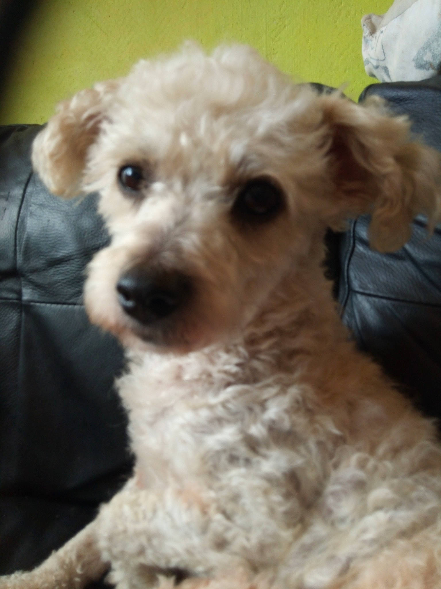 Sammy participe au concours pour gagner de l'argent avec cette photo : canidae, carnivore, companion_dog, dog, dog_breed, dog_collar, eye, fawn, fur, labradoodle, poodle, small_terrier, snout, sporting_group, sunglasses, terrestrial_animal, terrier, toy_dog, water_dog, working_animal