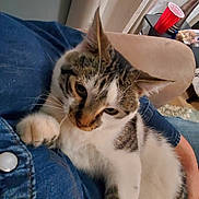 Meow-Meow joined the competition — help win amazing prizes! animal, cat, claws, couch, cozy, curtains, denim, domestic, ears, fur, furniture, hand, home, indoor, lap, person, pet, relaxing, tabby, whiskers