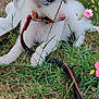 animal, black_fur, blue_eyes, collar, curious, cute, dog, flower_decoration, grass, leash, nature, outdoor, pet, plastic_chair, playing, puppy, resting, summer, white_fur, young_dog