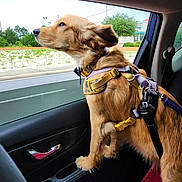 Violet is registered to the contest to win money with this photo: accessories, airedale, animal, belt, canine, car, dog, goldenretriever, harness, hound, leash, pet, policedog, puppy, seatbelt, snout, strap, terrier, transportation, vehicle