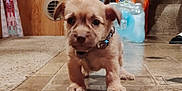 Gizmo is registered to the contest to win money with this photo: animal, bulldog, canine, chihuahua, clothing, cockerspaniel, dog, footwear, goldenretriever, hardwood, hound, jar, path, pet, plywood, puppy, shoe, terrier, tile, wood
