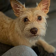 Gizmo joined the competition — help win amazing prizes! animal, brown, canine, closeup, companion, cozy, curious, dog, ears, eyes, fur, indoor, looking, mammal, nose, pet, portrait, scruffy, soft, whiskers
