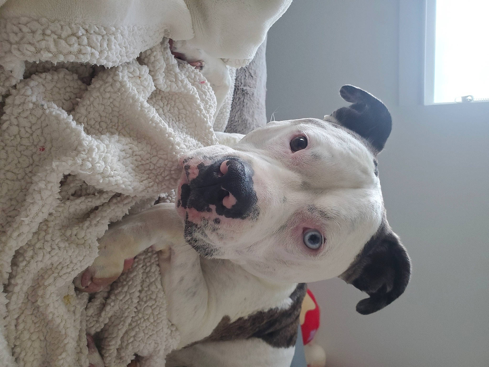 Sophi joined the competition — help win amazing prizes! carnivore, collar, comfort, companion_dog, dog, dog_breed, dog_collar, dog_supply, ear, fawn, fur, guard_dog, non_sporting_group, pet_supply, snout, sporting_group, toy, whiskers, window, working_animal