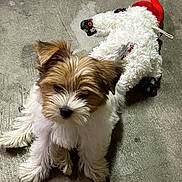 Bentley joined the competition — help win amazing prizes! animal, brown, concrete, cute, dog, ears, floor, fluffy, fur, indoor, laying, nose, pet, playful, plush, puppy, resting, small, toy, white