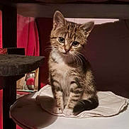 Minouchette a rejoint le concours — aidez-le/la à gagner de superbes lots ! kitten, tabby, cat, pet, indoor, feline, cute, animal, curious, sitting, toy, cushion, cat_condo, soft_lighting, domestic, whiskers, ears, fur, playful, household