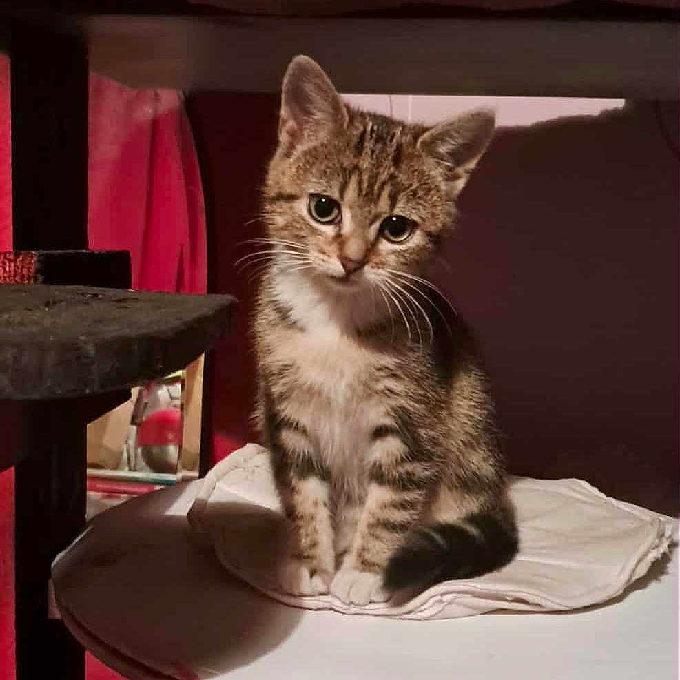 Minouchette