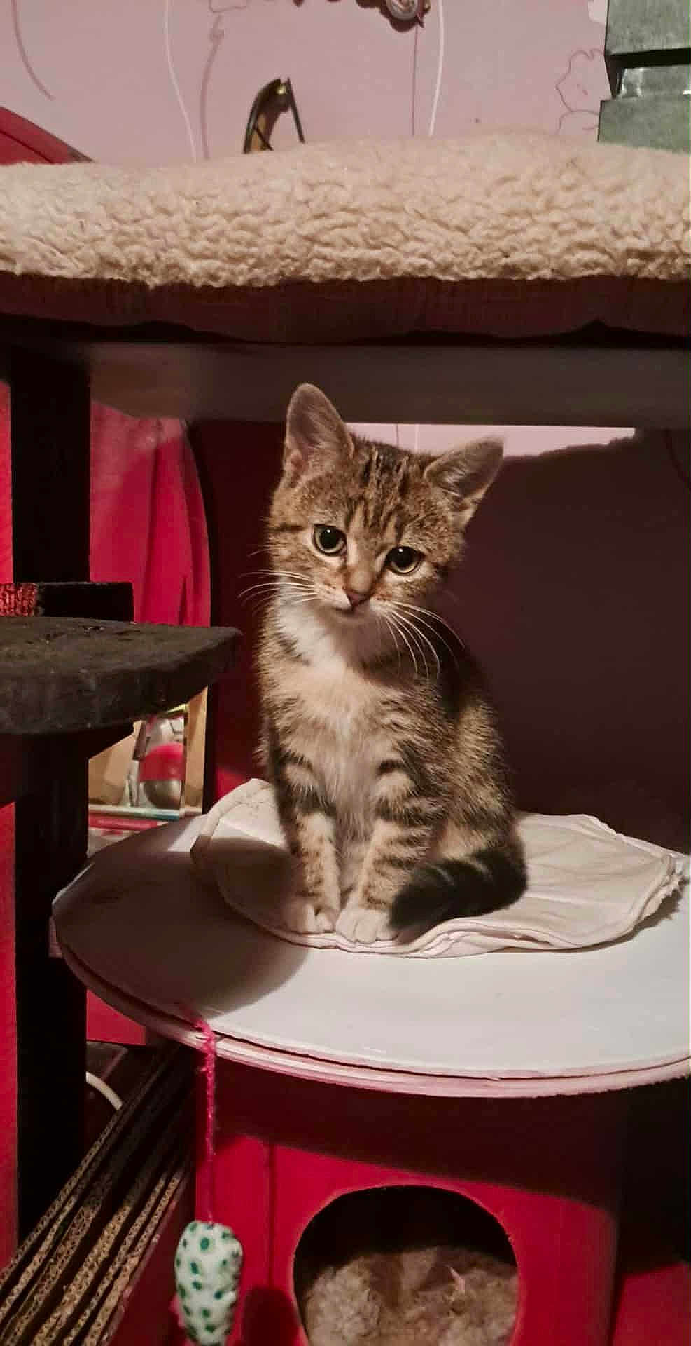 Minouchette a rejoint le concours — aidez-le/la à gagner de superbes lots ! kitten, tabby, cat, pet, indoor, feline, cute, animal, curious, sitting, toy, cushion, cat_condo, soft_lighting, domestic, whiskers, ears, fur, playful, household