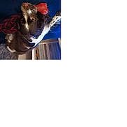 Tara a rejoint le concours — aidez-le/la à gagner de superbes lots ! dog, bone_treat, indoor, blue_blanket, brown_and_white_fur, pet, playful, lying_down, focused_eyes, wooden_floor, furniture, cozy, household, animal, domestic, canine, fur_pattern, resting, looking_up, treat