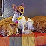 Elsa is registered to the contest to win money with this photo: dog, dogs, pet, pets, couch, blanket, sleeping, resting, fur, animal, indoor, collar, yellow_collar, cute, small_dog, medium_dog, brown_dog, white_dog, relaxed, cozy