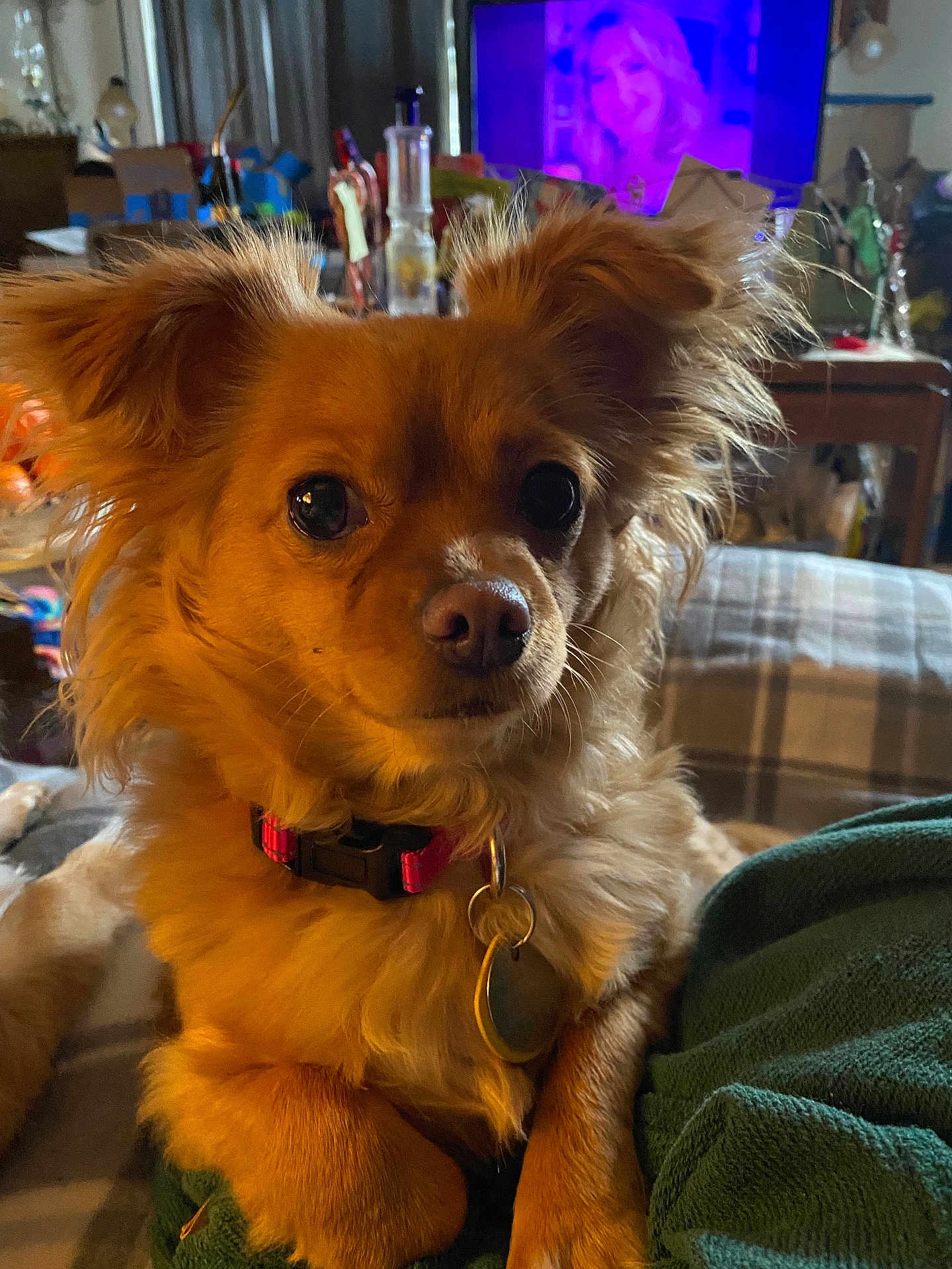 Elsa joined the competition — help win amazing prizes! dog, pet, animal, fluffy, collar, tag, indoor, blanket, couch, furniture, television, screen, face, brown, golden, ears, cute, relaxed, home, cozy