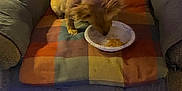 Elsa is registered to the contest to win money with this photo: dog, small_dog, eating, paper_plate, blanket, checkered_blanket, chair, cushion, indoor, pet, fluffy_ears, brown_dog, cozy, furniture, animal, feeding, mammal, carpet, home, relaxation