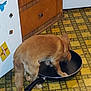 dog, kitchen, frying_pan, floor, tile_floor, wooden_cabinet, refrigerator, magnet, pet, curious, brown_dog, indoors, animal, domestic_animal, counter, appliance, home, flooring, handle, investigation