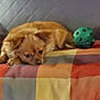 Elsa joined the competition — help win amazing prizes! dog, pet, blanket, couch, toy, green_ball, indoor, sleepy, brown_dog, fur, resting, cozy, quilted, colorful, animal, companion, cute, small_dog, relaxed, home