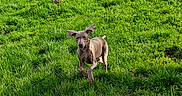 Lucky a rejoint le concours — aidez-le/la à gagner de superbes lots ! dog, grass, running, outdoor, nature, hill, greenery, sunlight, trees, river, animal, pet, canine, playful, landscape, daylight, ears_flapping, field, happy, active