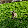 dog, grass, running, outdoor, nature, hill, greenery, sunlight, trees, river, animal, pet, canine, playful, landscape, daylight, ears_flapping, field, happy, active
