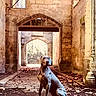 dog, canine, animal, sitting, stone_wall, archway, corridor, old_building, fallen_leaves, autumn, natural_light, shadow, texture, outdoor, pet, quiet, calm, architecture, vintage, historic