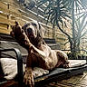 Lucky a rejoint le concours — aidez-le/la à gagner de superbes lots ! dog, paw, bench, cushion, wooden_fence, plant, outdoor, pet, relaxed, canine, fur, portrait, sunlight, wooden_floor, leisure, nature, animal, domestic, friendly, resting