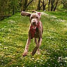 animal, bandana, canine, daytime, dog, ears, flowers, grass, greenery, happy, motion, nature, outdoor, path, pet, playful, running, spring, sunlight, trees