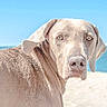 animal, beach, bright, canine, close_up, daytime, dog, ears, fur, looking, muzzle, nature, outdoor, pet, portrait, sand, sky, snout, summer, water