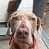 Lucky participe au concours pour gagner de l'argent avec cette photo : animal, background_blur, brown, canine, closeup, collar, concrete, dog, ears, eyes, focused, nose, obedient, outdoor, pet, red_bandana, resting, snout, treat, waiting