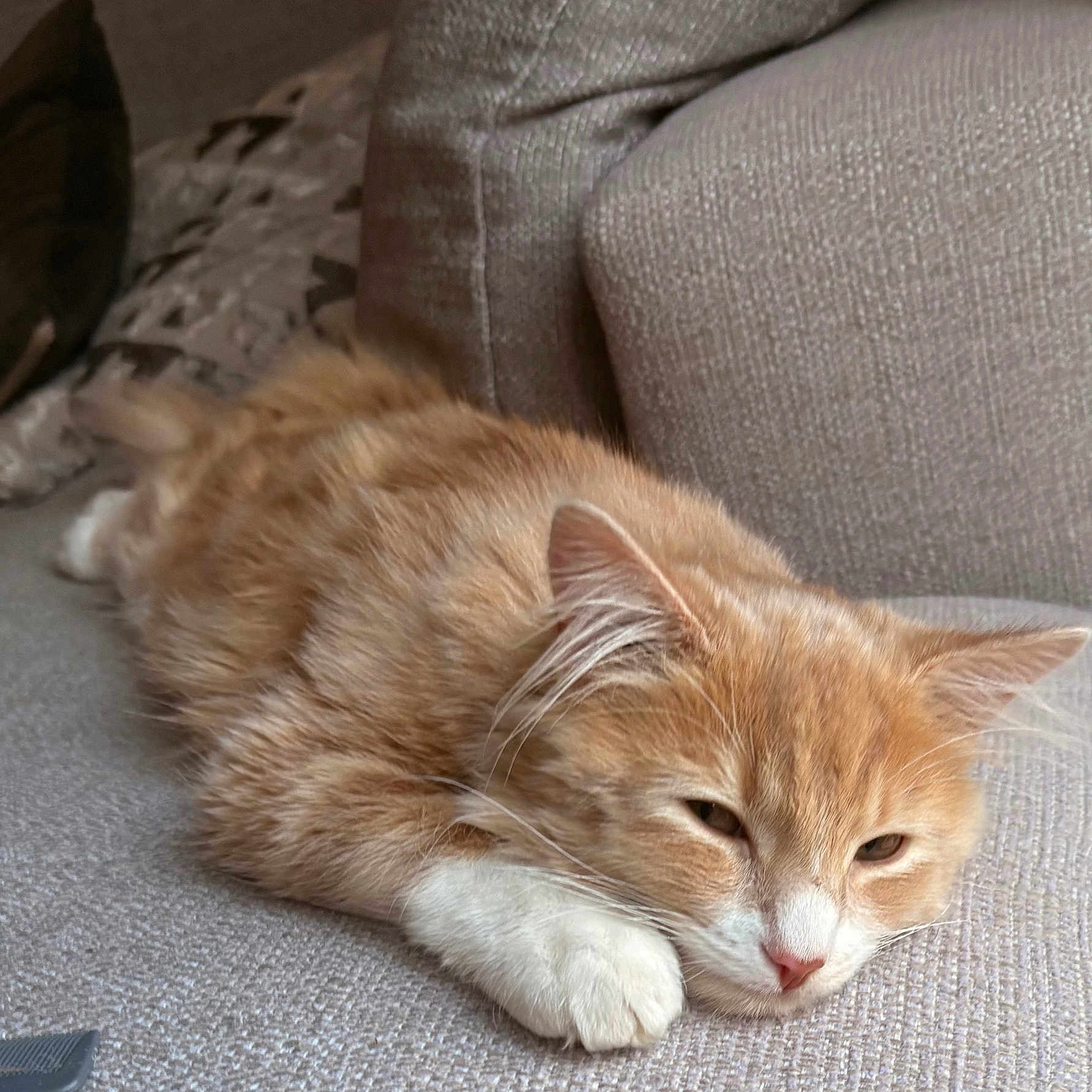 Teak joined the competition — help win amazing prizes! abyssinian, angora, animal, architecture, armchair, building, cat, chair, couch, cushion, furniture, homedecor, indoors, interiordesign, kitten, livingroom, manx, person, pet, sleeping