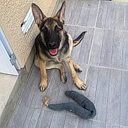 Tayko participe au concours pour gagner de l'argent avec cette photo : dog, puppy, german_shepherd, smiling, happy, pet, playful, toy, plush_toy, floor, tiles, wall, outdoor, air_conditioner, animal, canine, ears, tail, sitting, looking_up