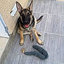 dog, puppy, german_shepherd, smiling, happy, pet, playful, toy, plush_toy, floor, tiles, wall, outdoor, air_conditioner, animal, canine, ears, tail, sitting, looking_up