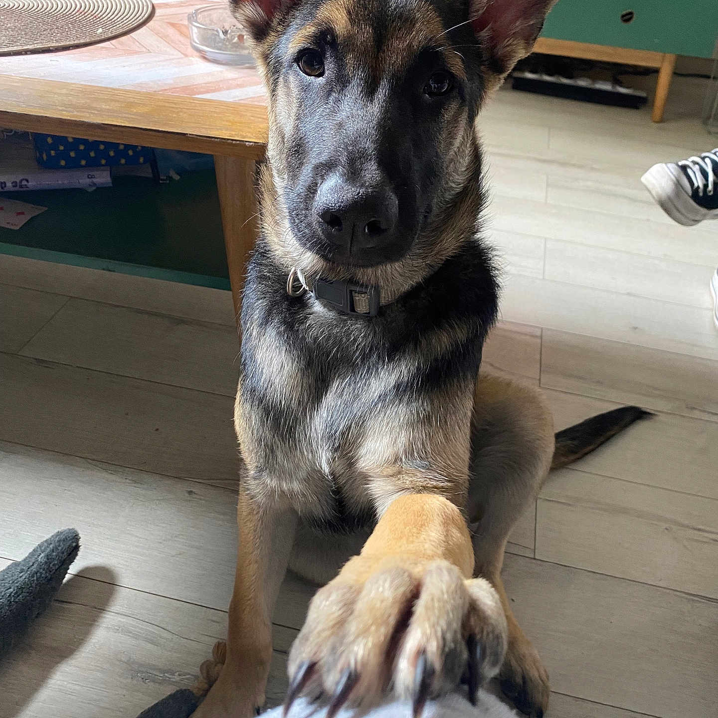 Tayko participe au concours pour gagner de l'argent avec cette photo : animal, attention, canine, collar, cute, dog, domestic, ears, floor, furniture, german_shepherd, home, indoor, looking, paw, pet, puppy, sitting, table, wooden_floor