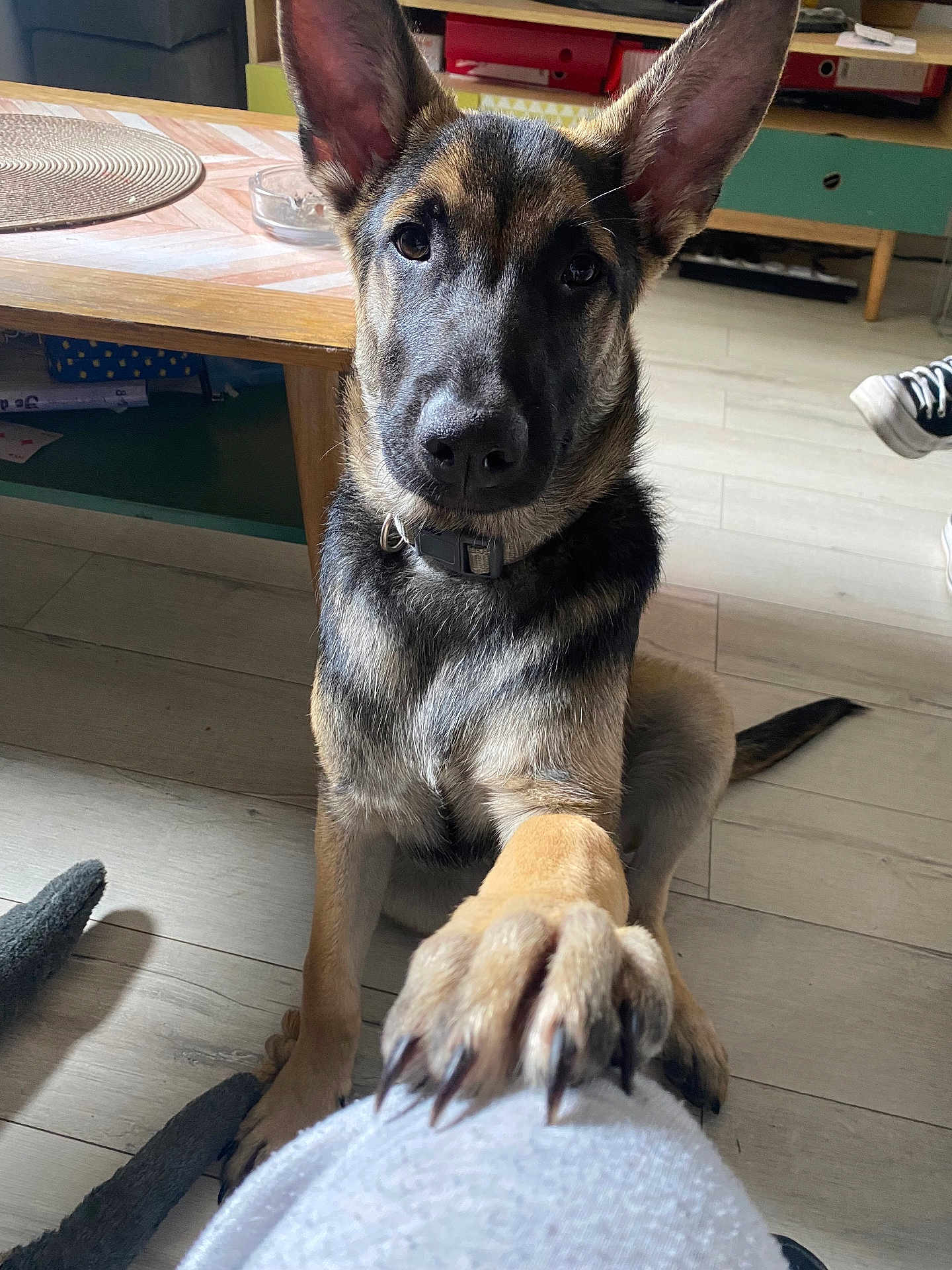 Tayko participe au concours pour gagner de l'argent avec cette photo : dog, german_shepherd, puppy, paw, indoor, floor, furniture, table, collar, looking, pet, animal, cute, domestic, canine, wooden_floor, home, ears, sitting, attention